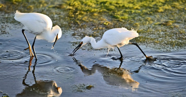 Hình ảnh thân cò lặn lội kiếm ăn