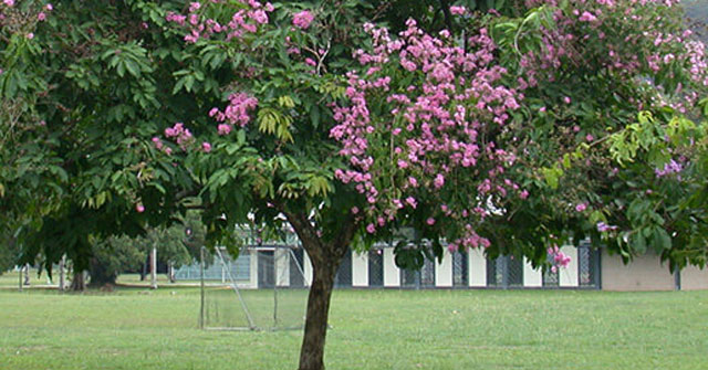 Tả cây bằng lăng tại sân trường