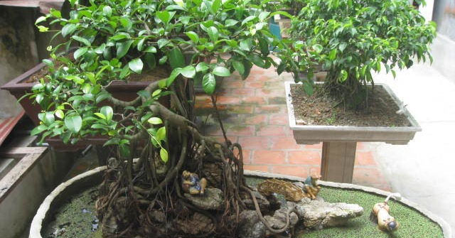 Tả về cây si trong trường em