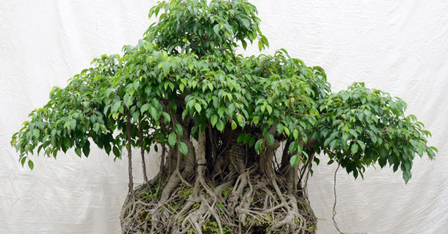 Tả về cây si trong trường em