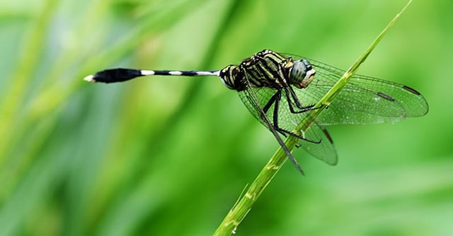 Tả con chuồn chuồn