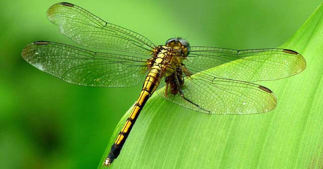 Tả con chuồn chuồn