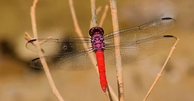 Tả con chuồn chuồn