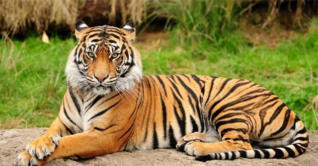 Phân tích hai khổ thơ đầu bài Nhớ rừng