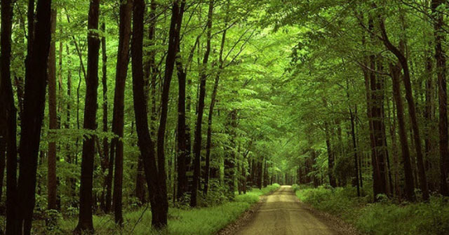 Cảm nhận chất Tây Nguyên trong truyện Rừng Xà Nu