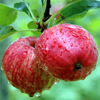 Tả một loại cây ăn quả mà em thích