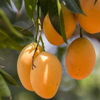 Dàn ý tả cây ăn quả (30 mẫu)