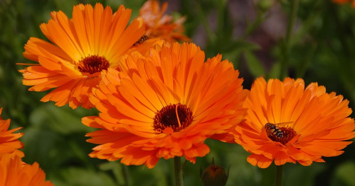 Thuyết minh về hoa Đồng Tiền 