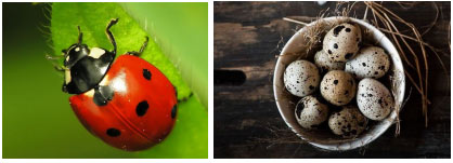 Giới thiệu một số hình ảnh về chấm trong tự nhiên