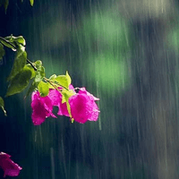 Tả một cơn mưa (Sơ đồ tư duy)