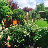 Tập làm văn lớp 5: Tả cảnh buổi sáng trong vườn cây