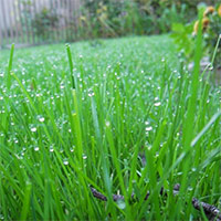 Tập làm văn lớp 5: Tả quang cảnh sau cơn mưa