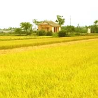 Tả cánh đồng lúa chín