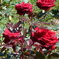 Tả cây hoa hồng mà em yêu thích