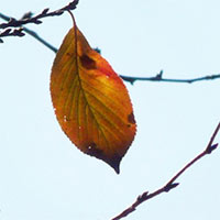 Phân tích truyện ngắn Chiếc lá cuối cùng của O Hen-ri