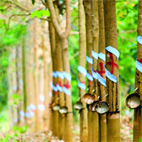 Văn mẫu lớp 9: Thuyết minh về cây cao su (Dàn ý + 9 mẫu)