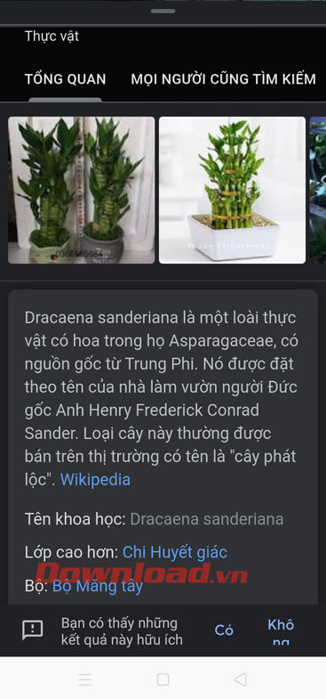 Thông tin chi tiết của cây