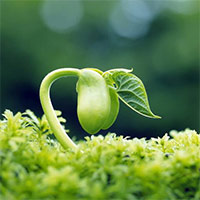 Văn mẫu lớp 9: Đoạn văn nghị luận về đức tính khiêm tốn