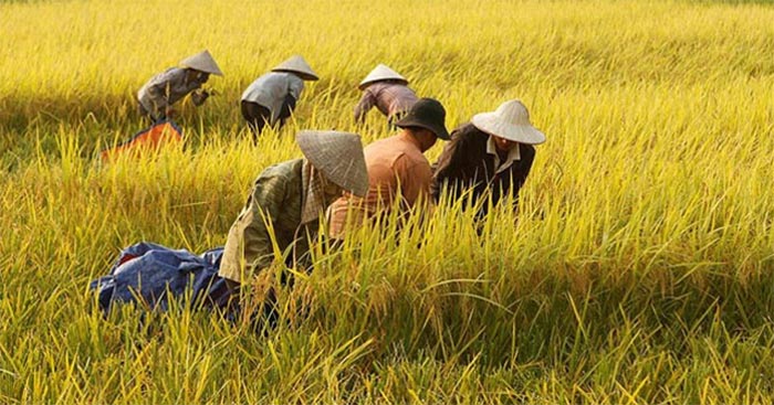 Tả hình ảnh bác nông dân đang làm việc Dàn ý & 15 bài văn tả bác nông dân lớp 5