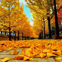 Văn mẫu lớp 10: Cảm nhận bài thơ Cảm xúc mùa thu của Đỗ Phủ (Dàn ý + 7 Mẫu)