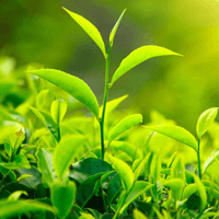 Văn mẫu lớp 9: Nghị luận xã hội về lối sống có trách nhiệm (Sơ đồ tư duy)