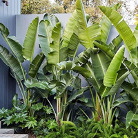 Văn mẫu lớp 9: Thuyết minh về cây chuối