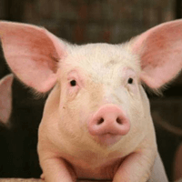 Thuyết minh về con lợn (Dàn ý + 7 mẫu)