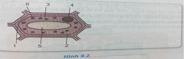 Hình 9.2