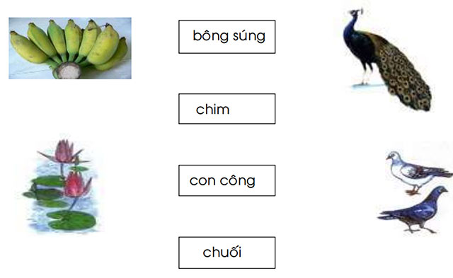 Nối từ với hình