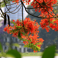 Tả cảnh mùa hè (36 mẫu)