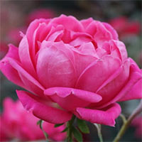 Tả cây hoa mà em yêu thích