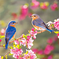 Văn mẫu lớp 9: Phân tích bài thơ Mùa xuân nho nhỏ của Thanh Hải (Sơ đồ tư duy)