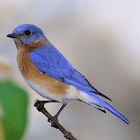 Tả về một loài chim mà em yêu thích (72 mẫu)