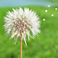 Văn mẫu lớp 11: Cảm nhận về bài thơ Vội Vàng của Xuân Diệu (Dàn ý & 12 mẫu)