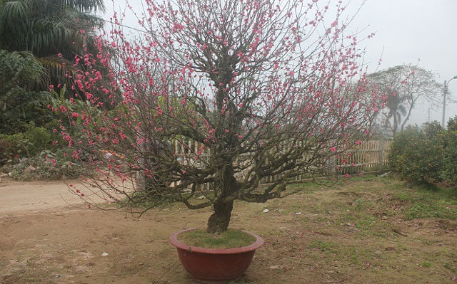 Cây hoa Đào trồng chậu