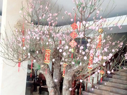 Cây Đào tài lộc