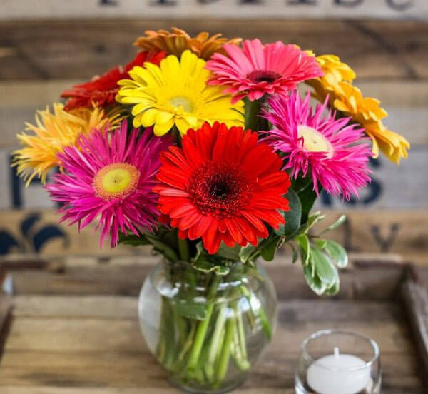 Cắm hoa Đồng Tiền