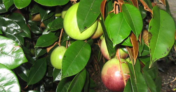 Tập làm văn lớp 4: Đoạn văn nói về lợi ích của một loại cây mà em biết (16 mẫu) Viết về lợi ích của một loại cây