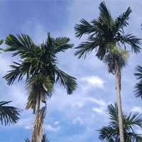 Văn mẫu lớp 11: Hình ảnh thiên nhiên và con người trong bài thơ Đây thôn Vĩ Dạ 