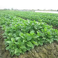 Viết bài văn tả một vườn rau hoặc một luống rau