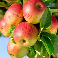 Nghị luận Ăn quả nhớ kẻ trồng cây (Sơ đồ tư duy)