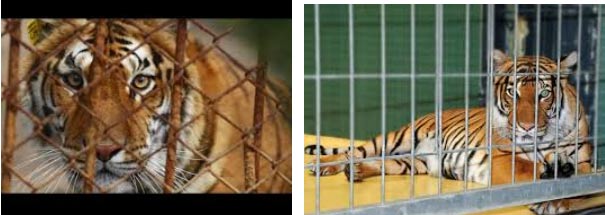 Nhìn những hình ảnh sau em có cảm nhận gì