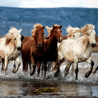 Giải thích câu tục ngữ Một con ngựa đau cả tàu bỏ cỏ (Dàn ý + 14 mẫu)