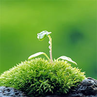 Văn mẫu lớp 9: Đoạn văn nghị luận về thái độ sống tích cực (18 mẫu)