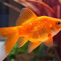 Tả con cá vàng đang bơi trong bể cá (Dàn ý + 13 mẫu)