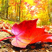 Văn mẫu lớp 9: Phân tích khổ 2 bài thơ Sang thu của Hữu Thỉnh