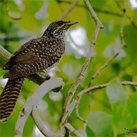 Văn mẫu lớp 8: Ý nghĩa nhan đề bài thơ Khi con tu hú (4 mẫu)