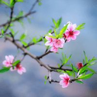 Tả cảnh mùa xuân (46 mẫu)