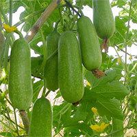 Nghị luận câu ca dao Bầu ơi thương lấy bí cùng (Dàn ý + 4 mẫu)