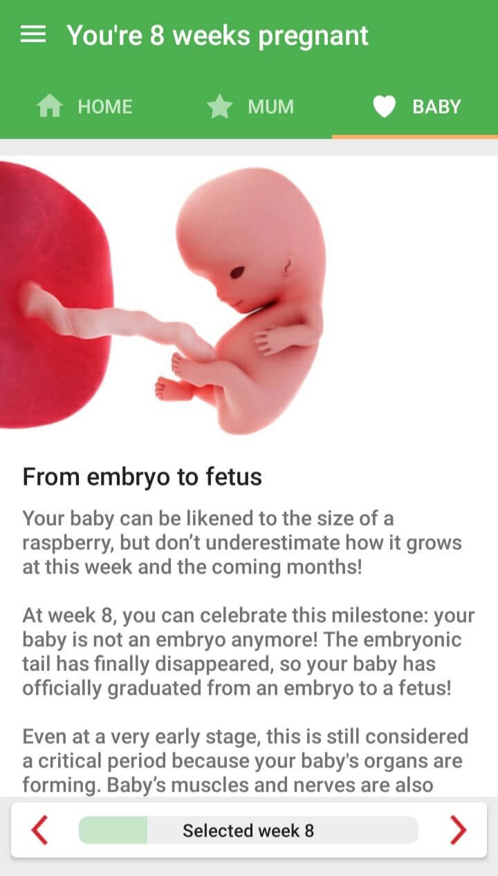 Hướng dẫn trên Pregnancy Week by Week